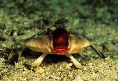 Poisson lèvres rouge