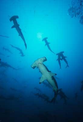 Banc de requins marteaux