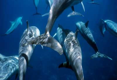 Banc de dauphins sous le bateau