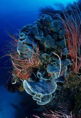 Récifs & coraux