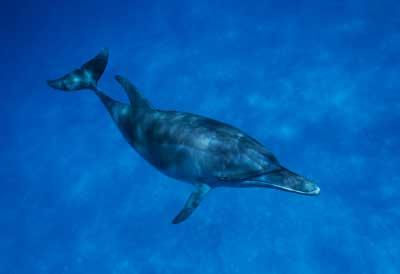 Jeune dauphin des Bahamas