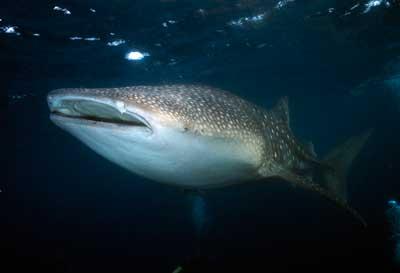 Requin baleine