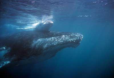 Baleine à bosse et son baleineau