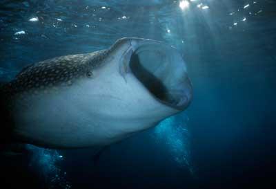 Requin baleine