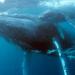 Baleine à bosse et son baleineau