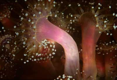 Corynactis, anémone de mer
