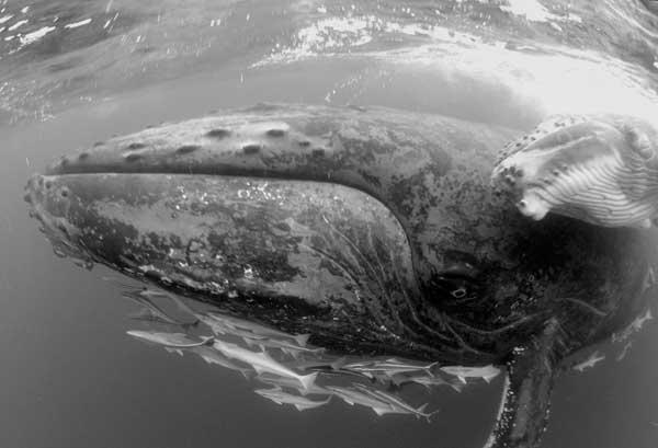 Baleine à bosse & son baleineau