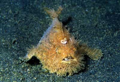 Antennaire Pollux de Lembeh