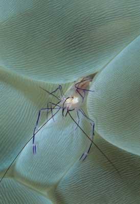 Crevette dans corail bulle