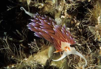 Nudibranche,îles Lavezzi