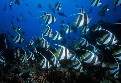 Banc de poissons-cocher