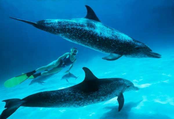 Géraldine & les dauphins des Bahamas