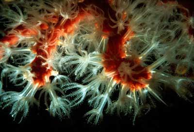 Corail rouge de méditerranée