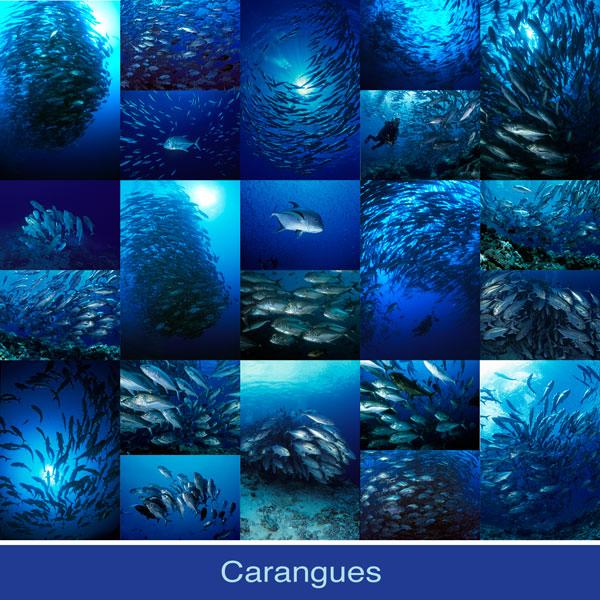 Carangues