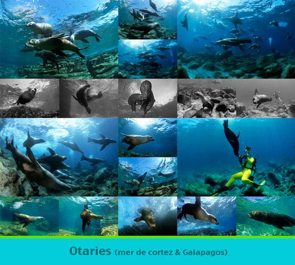 Otaries