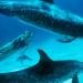 Géraldine & les dauphins des Bahamas