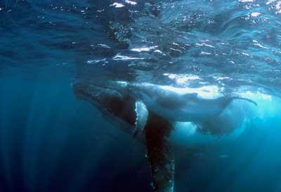 baleine à bosse