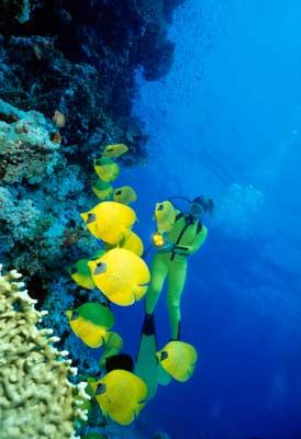 Poissons citrons sur tombant