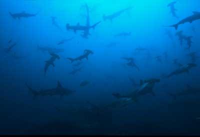 Banc de requins marteaux